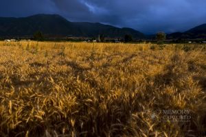 Wheat in the storm_1.jpg